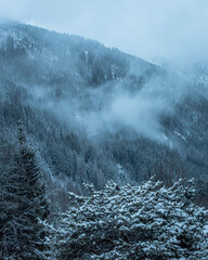 Blue snowy cold evening in the mountains with fir forest and mist during winter