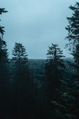 Blue cold evening in the mountains with fir forest and fog during winter