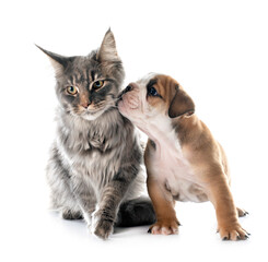 puppy english bulldog and cat