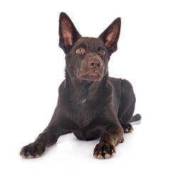 Obraz premium Australian Kelpie in studio