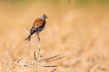 Common linnet (Carduelis cannabina)