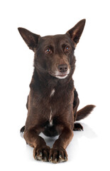 Australian Kelpie in studio