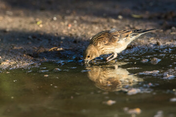 Fototapeta premium Common linnet (Carduelis cannabina)