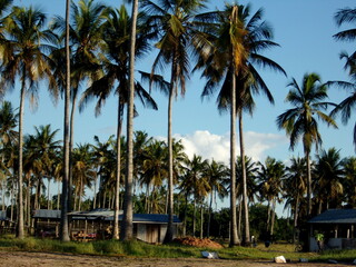 Naklejka premium African landscape