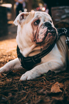 But He's Still a Puppy