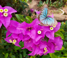 butterfly on flower