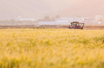 Fototapeta premium combine harvester working in a field