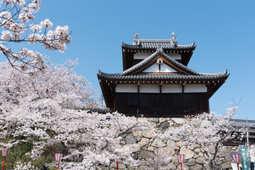 大和郡山城と桜２