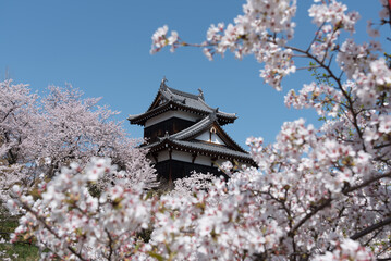 大和郡山城と桜１