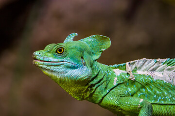The c'loseup image of double crested basilisk. 
 It is one of the largest basilisk species
Males have three crests: one on the head, one on the back, one on the tail, females only have the head crest