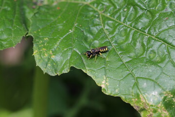 Grabwespe - Fliegenjäger - Ectemnius lituratus