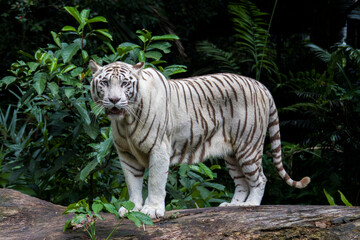 Fototapeta premium Biały tygrys to odmiana pigmentacyjna tygrysa bengalskiego. Taki tygrys ma czarne paski typowe dla tygrysa bengalskiego, ale nosi białą lub prawie białą sierść.
