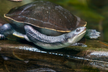 The Roti Island snake-necked turtle (Chelodina mccordi ) is a critically endangered turtle species from Rote Island in Indonesia.
The color of the carapace is a pale grey brown.