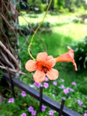pink hibiscus flower