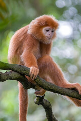 The Javan lutung (Trachypithecus auratus) closeup image,  also known as the ebony lutung and Javan langur, is an Old World monkey from the Colobinae subfamily