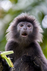 Fototapeta premium The Javan lutung (Trachypithecus auratus) closeup image, also known as the ebony lutung and Javan langur, is an Old World monkey from the Colobinae subfamily