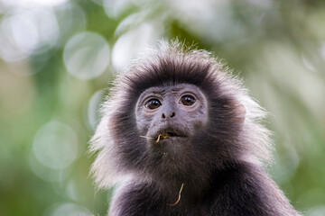 Obraz premium The Javan lutung (Trachypithecus auratus) closeup image, also known as the ebony lutung and Javan langur, is an Old World monkey from the Colobinae subfamily