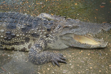 alligator in the everglades