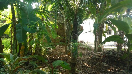 banana tree s garden in a village area  india west bengal 