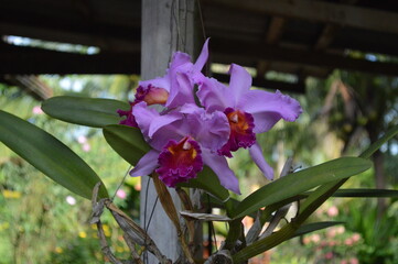 purple orchid in the garden