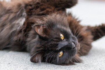 schwarze liegende Katze