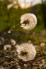 Dandelions on a dry summer field on a sunny day close-up with blurred green background