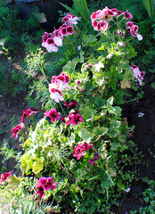 Blooming royal pelargonium on a sunny day