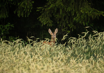 Roe deer in the corn field