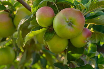 Tree branch with green and pink apples on a sunny day close-up