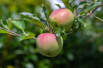 Apfel am Baum