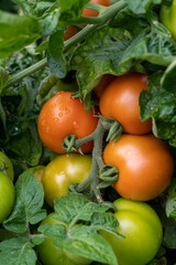 Grüne und rote Tomaten am Stock