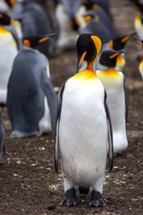 King penguin close up in colony