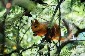 squirrel on a tree eats seeds