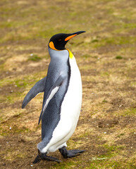 King penguin single out full body