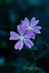 Fototapeta premium A couple of Pink Lavatera flowers in detail. Malvales Family, Malva thuringiaca