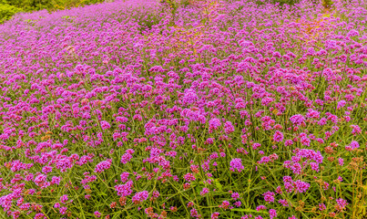 Beautiful purple flowers on long stems