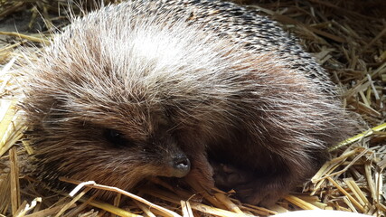 cute little fluffy hedgehog sleeping on straw.  baby animal close-up © laduhis72