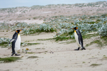 King penguin walk towards beach 