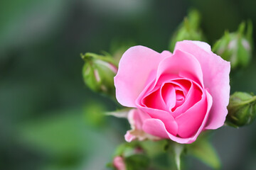 Soft pink rose Bonica with buds in the garden. Perfect for background of greeting cards for birthday, Valentine's Day and Mother's Day