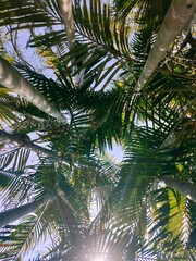 Fototapeta premium coconut palm tree