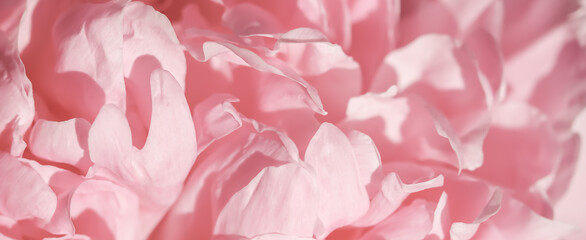 Soft focus, abstract floral background, pink peony flower petals. Macro flowers backdrop for holiday brand design