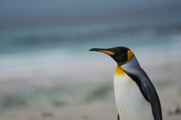 Fototapeta na wymiar King penguin close up portraits 