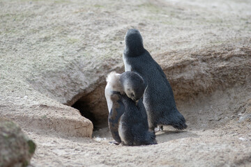 Gentoo penguin babies in nature