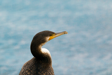 Portrait of a large cormorant on the background of water shot from behind. A bird of prey on the Volga looks into the distance. Destruction of the fish population. Problem. Pest. Russia. Saratov.