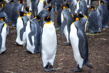 king penguin colony in Falkland islands
