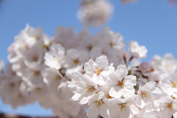 桜