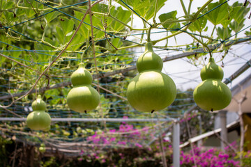 Lagenaria Vulgaris hangs on the platform
