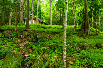 Fototapeta premium Public toilet in rainforest