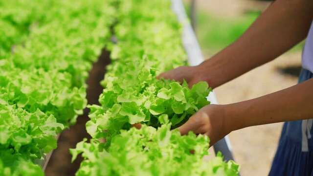 Farmer looking at the organic hydroponic vegetable cultivation farm