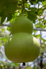 Lagenaria Vulgaris hangs on the platform